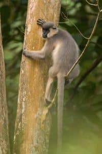 Hoolock Gibbon on tree