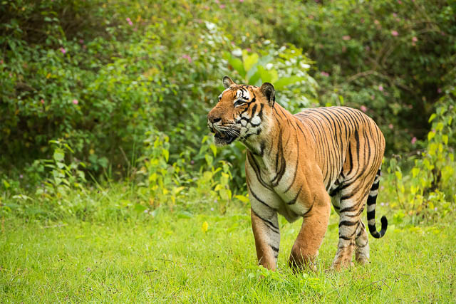 Tiger with a 70-200mm lens in India