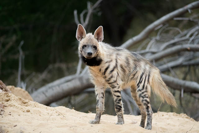 Striped Hyena in India with 300mm lens