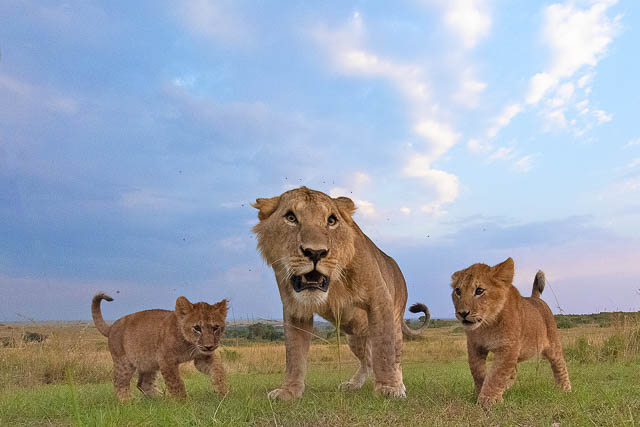 Lions closeup with 14mm lens at 14mm