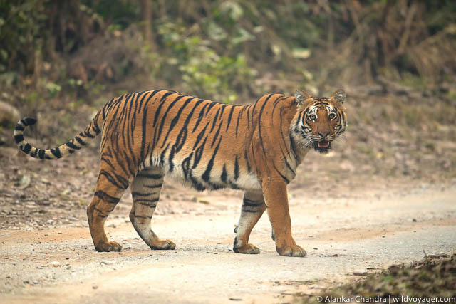 Corbett national park