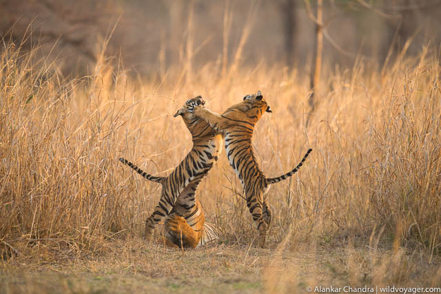 Tadoba Andhari Tiger Reserve