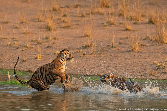 Bandhavgarh National Park