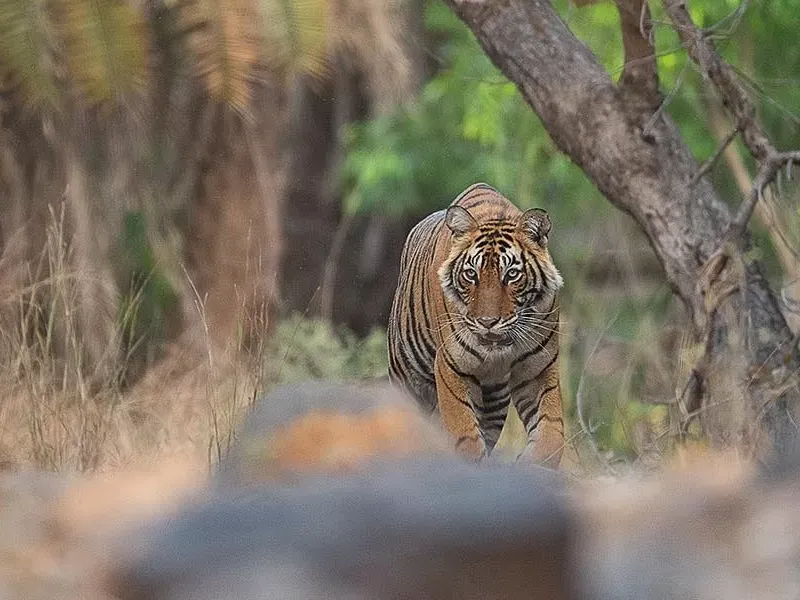 10 destinations to spot tigers in India