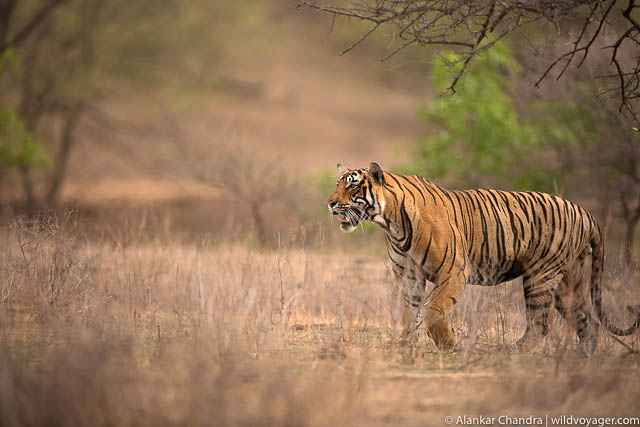 Ranthambhore National Park