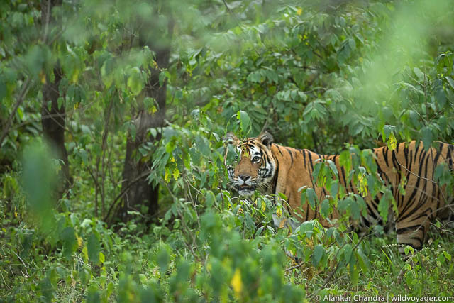 Sariska national park