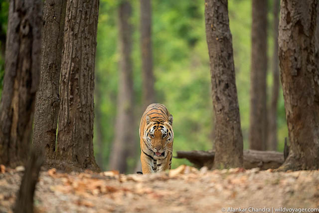 Kanha National Park