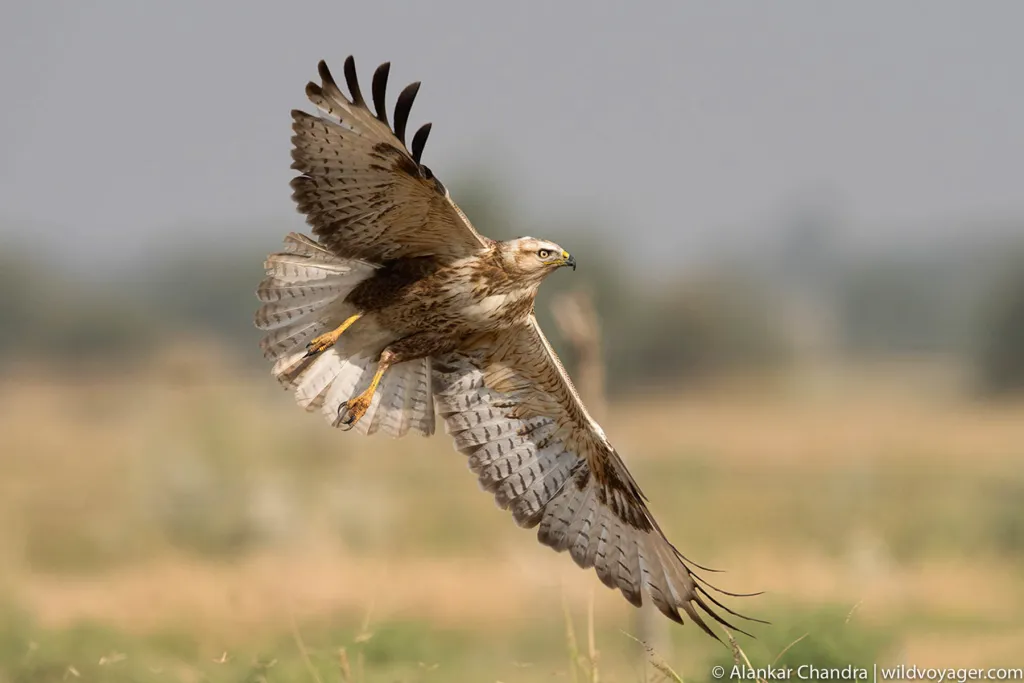 Long legged buzzard