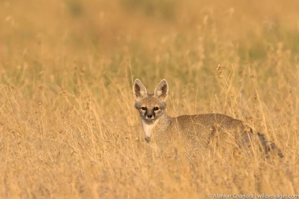 Indian Fox