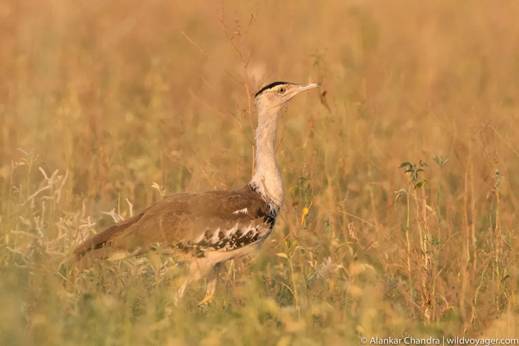Great Indian Bustard