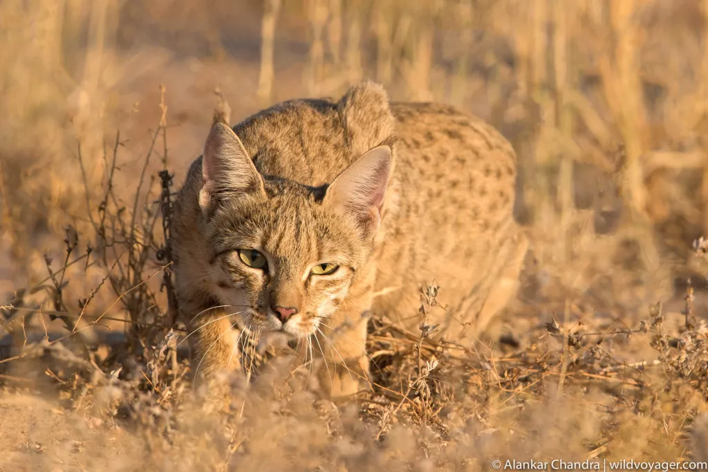 Desert Cat