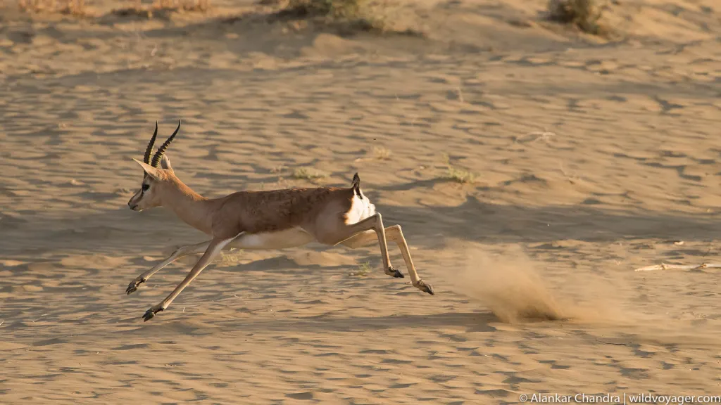 Chinkara