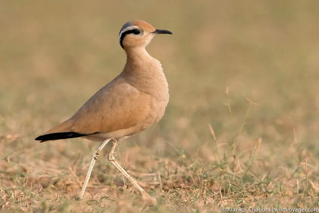 Cream colored courser