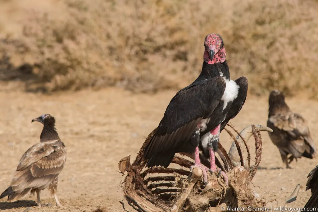 King vulture