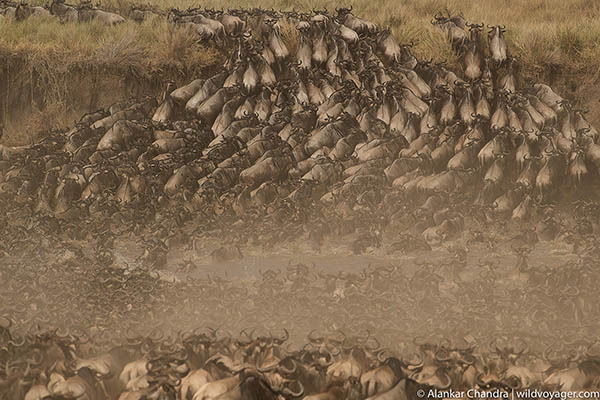 The Great migration. One of the highlights in any east africa safari.