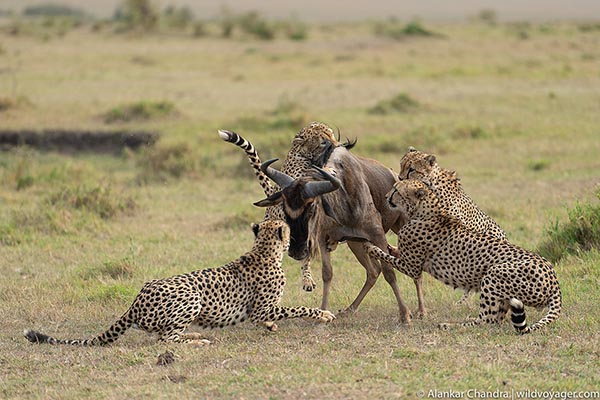 Witness the thrill of an East African safari as cheetahs chase down a wildebeest