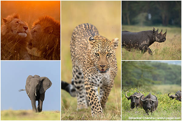 The big 5 of africa