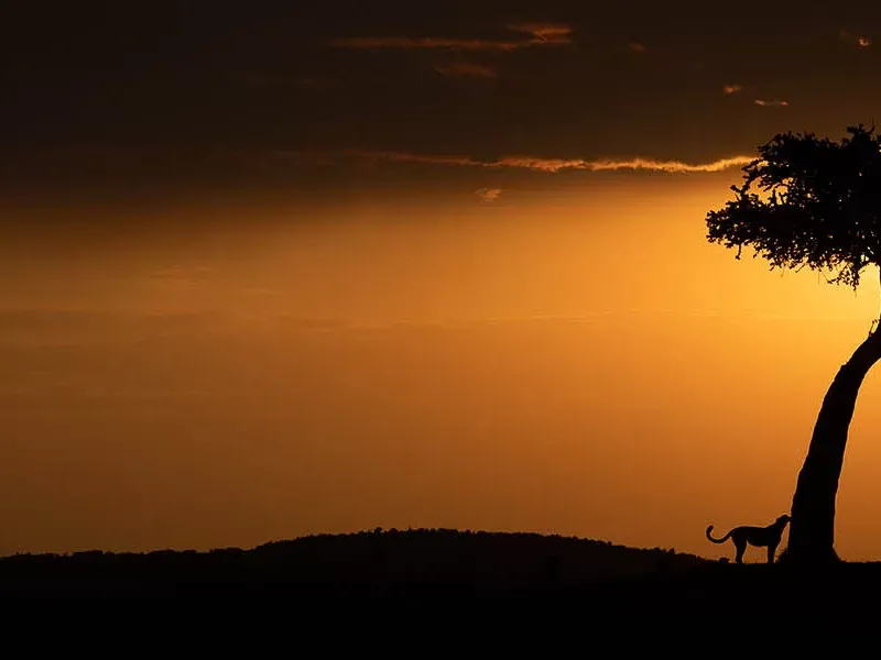 Top 10 things to do on an East African safari