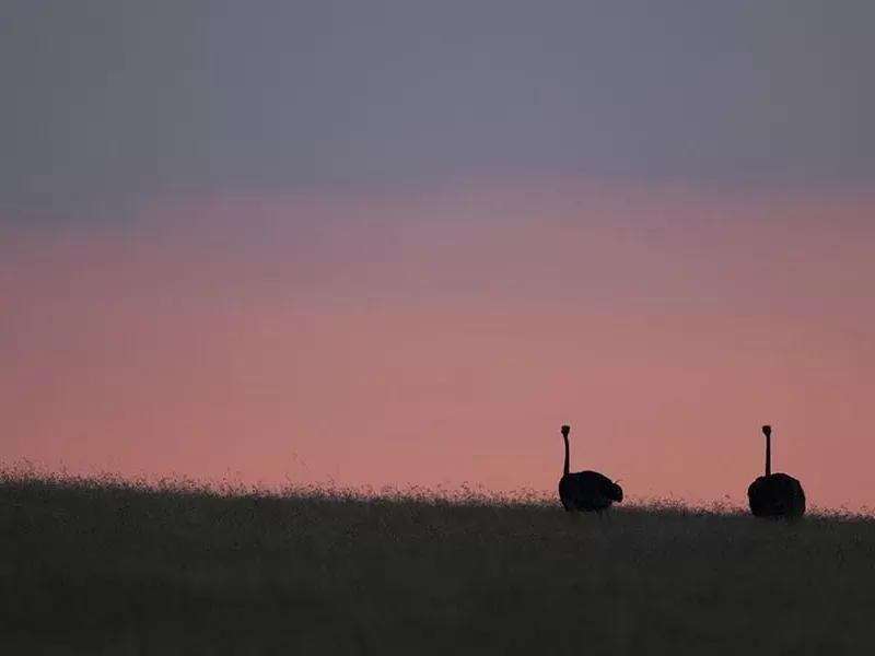 Birding experience at Kenya
