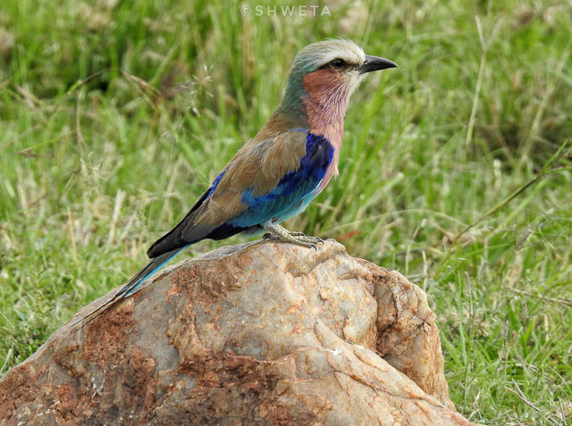 lilac breasted roller clicked by wild voyager guest