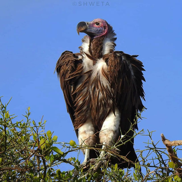 lappet faced vulture clicked by wild voyager guest