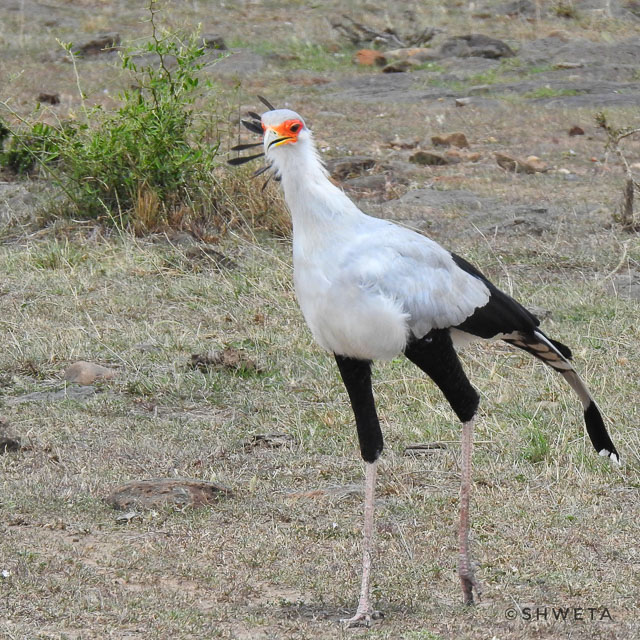 secretary bird clicked by wild voyager guest