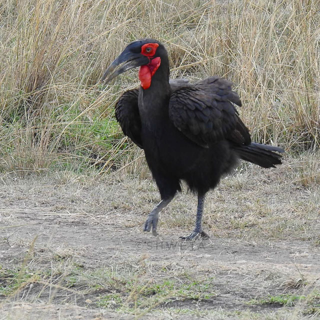 southern ground hornbill clicked by wild voyager guest