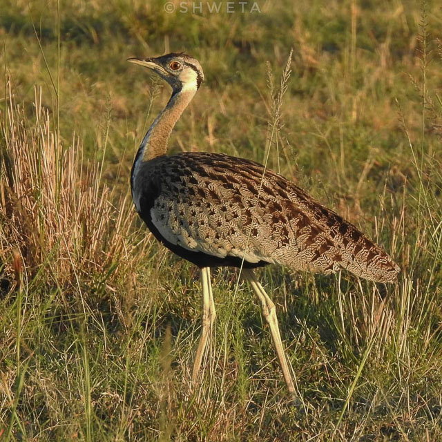black bellied bustard clicked by wild voyager guest