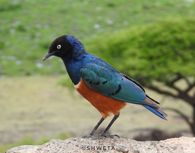 superb starling clicked by wild voyager guest