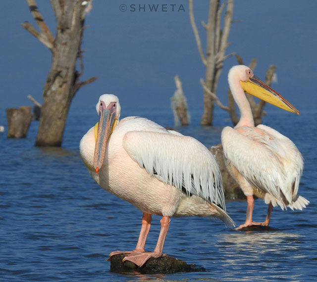 pelicans clicked by wild voyager guest