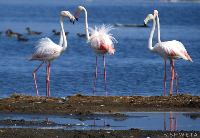 flamingos clicked by wild voyager guest
