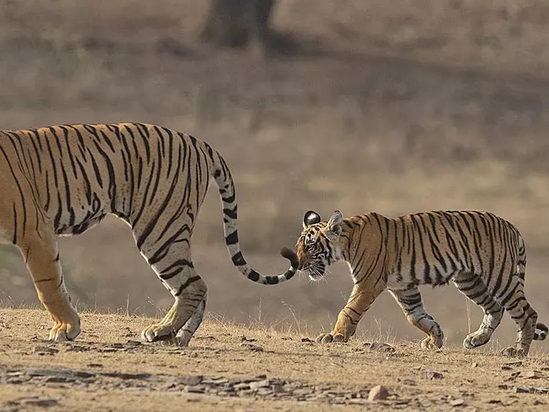 Tiger families of Ranthambore