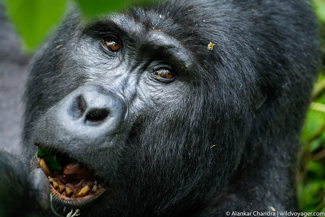 Male silverback gorilla