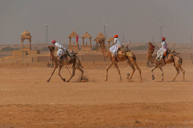 camel polo