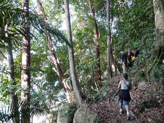 Gorilla Tracking in Uganda. Adventurers trek through Uganda's diverse terrain, guided by experienced trackers, to encounter magnificent mountain gorillas.