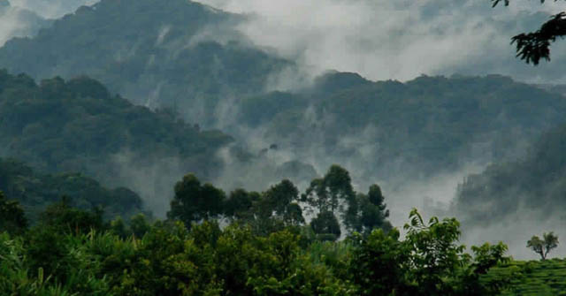 Majestic Bwindi Impenetrable Forest: Towering trees and dense foliage create a canopy over the lush forest floor