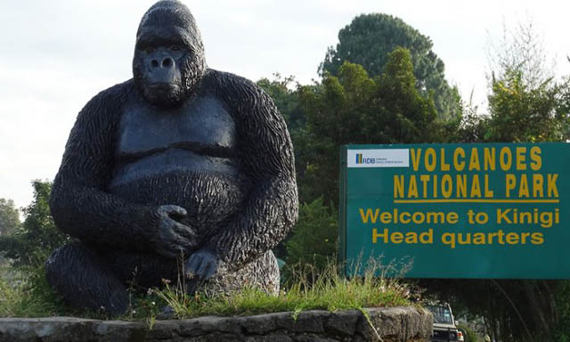 The entrance to Volcanoes National Park, where thrilling encounters with mountain gorillas begin.