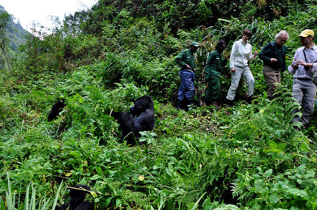 isitors have a great time with gorillas, getting to know them better and making unforgettable moments