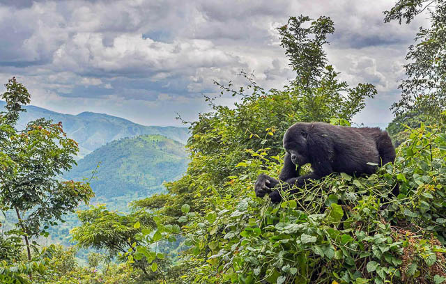 Gorillas in their natural habitat, surrounded by lush forests and enjoying the freedom of the wild.