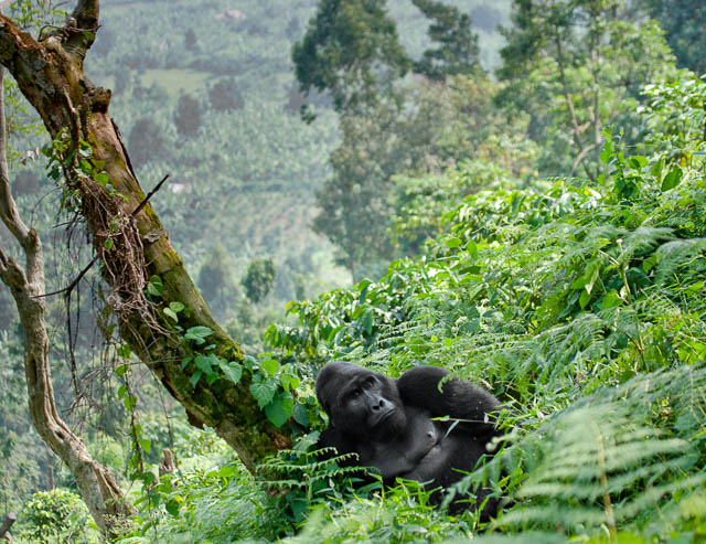 A powerful mountain gorilla sits serenely surrounded by trees during trekking.