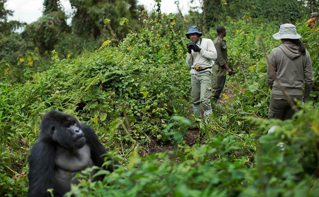 Thrilling Gorilla Trekking Adventure in Rwanda. Visitors set out on an exhilarating journey through lush forests to witness the mountain gorillas