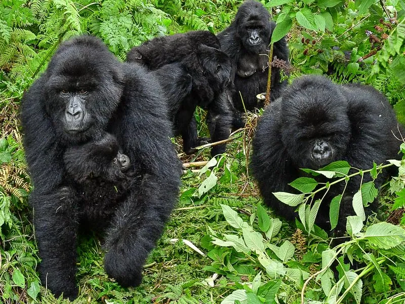 Mountain Gorilla Trekking: All you need to know