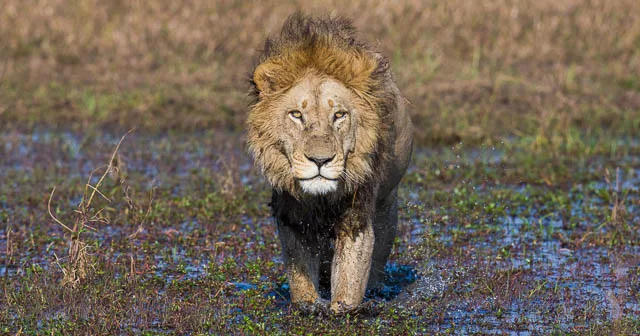 Wildlife of Okavango