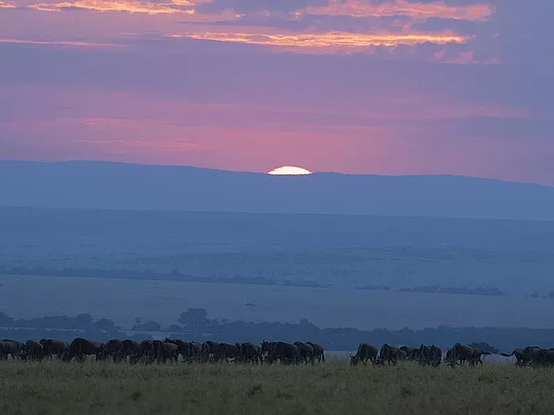 The Wildebeest Calving Explained – Wild Voyager
