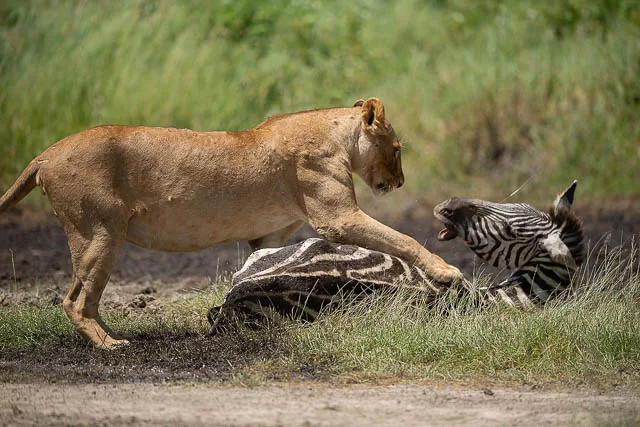 Lion on zebra kill