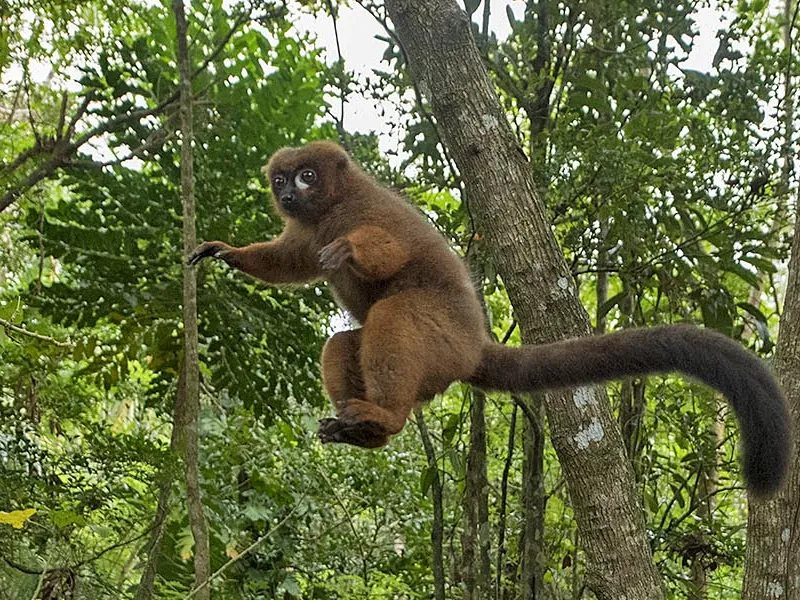 Wildlife of Madagascar