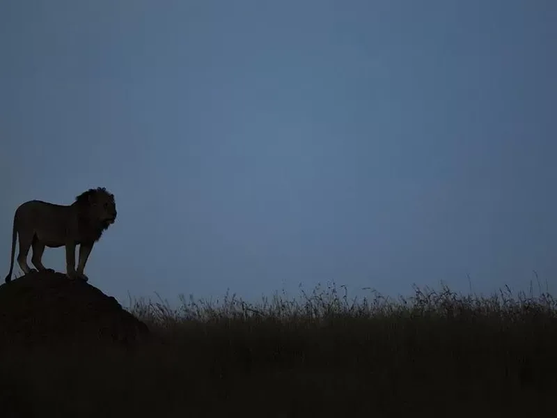 Conservancies of Masai Mara