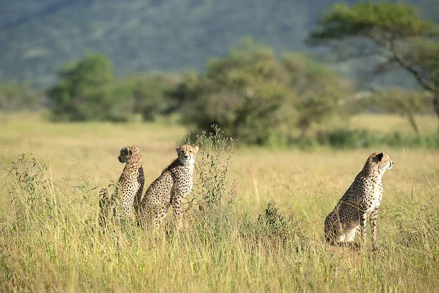 Cheetah family at Ndutu