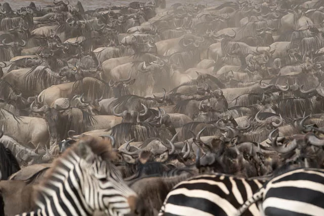 The herds of Ndutu