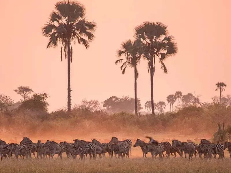 Botswana’s Zebra Migration